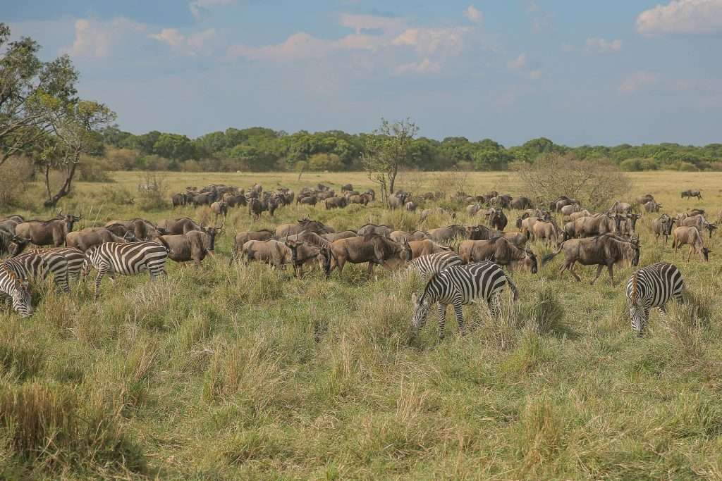 A scenic view capturing zebras and wildebeests grazing in the African savanna, showcasing wildlife diversity.