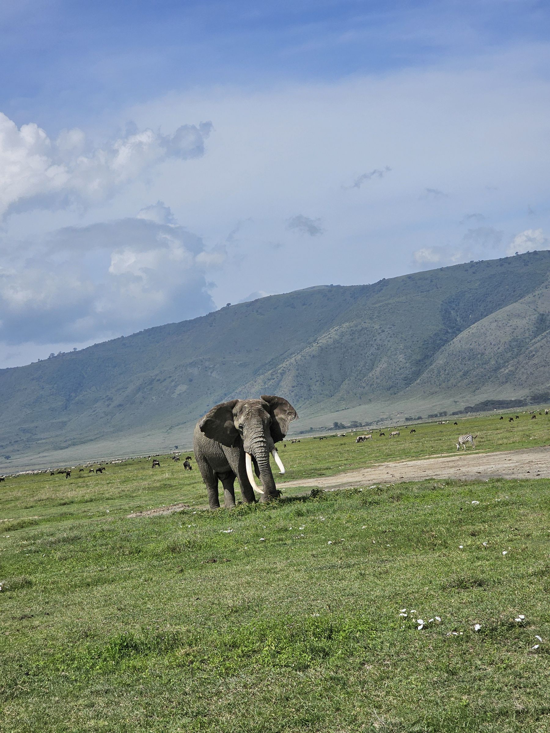 A bull elephant with long ivory tusks grazing on the Ngorongoro Crater floor, with zebra and wildebeest behind it and the crater wall rising under a blue sky