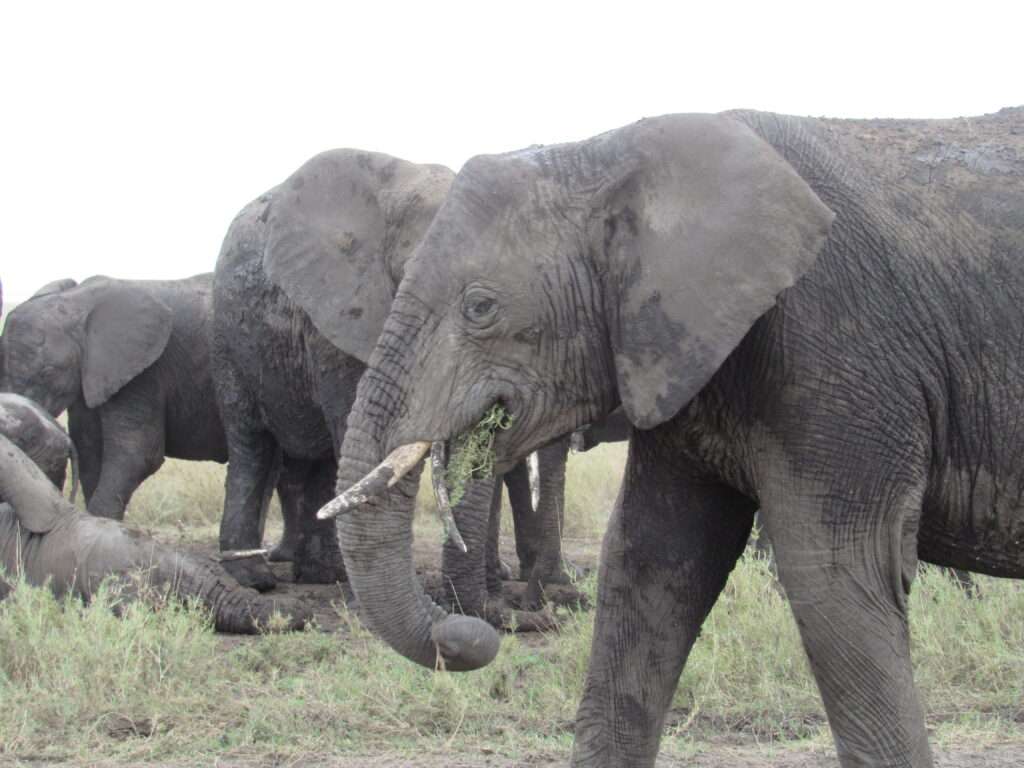 Mikumi national park