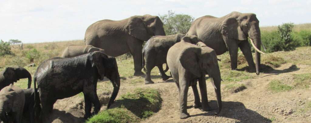 elephants in Tarangire