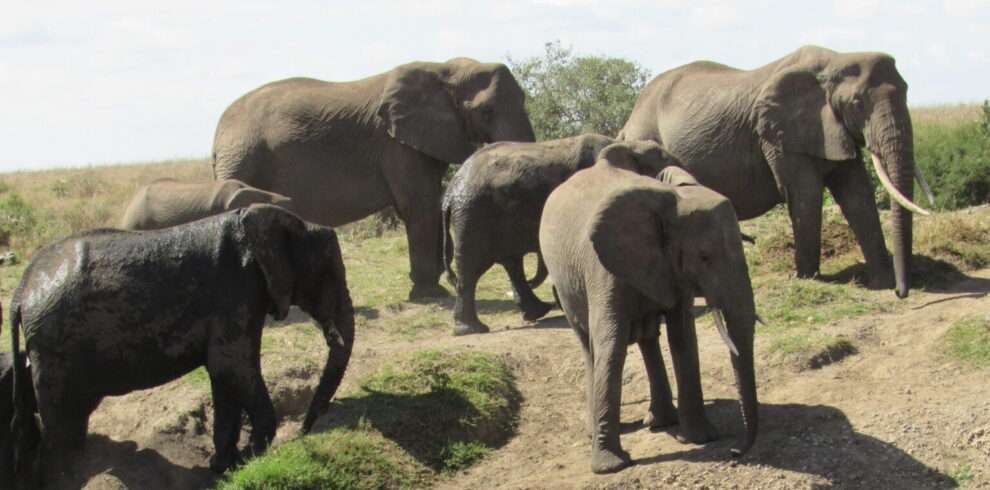 elephants in Tarangire