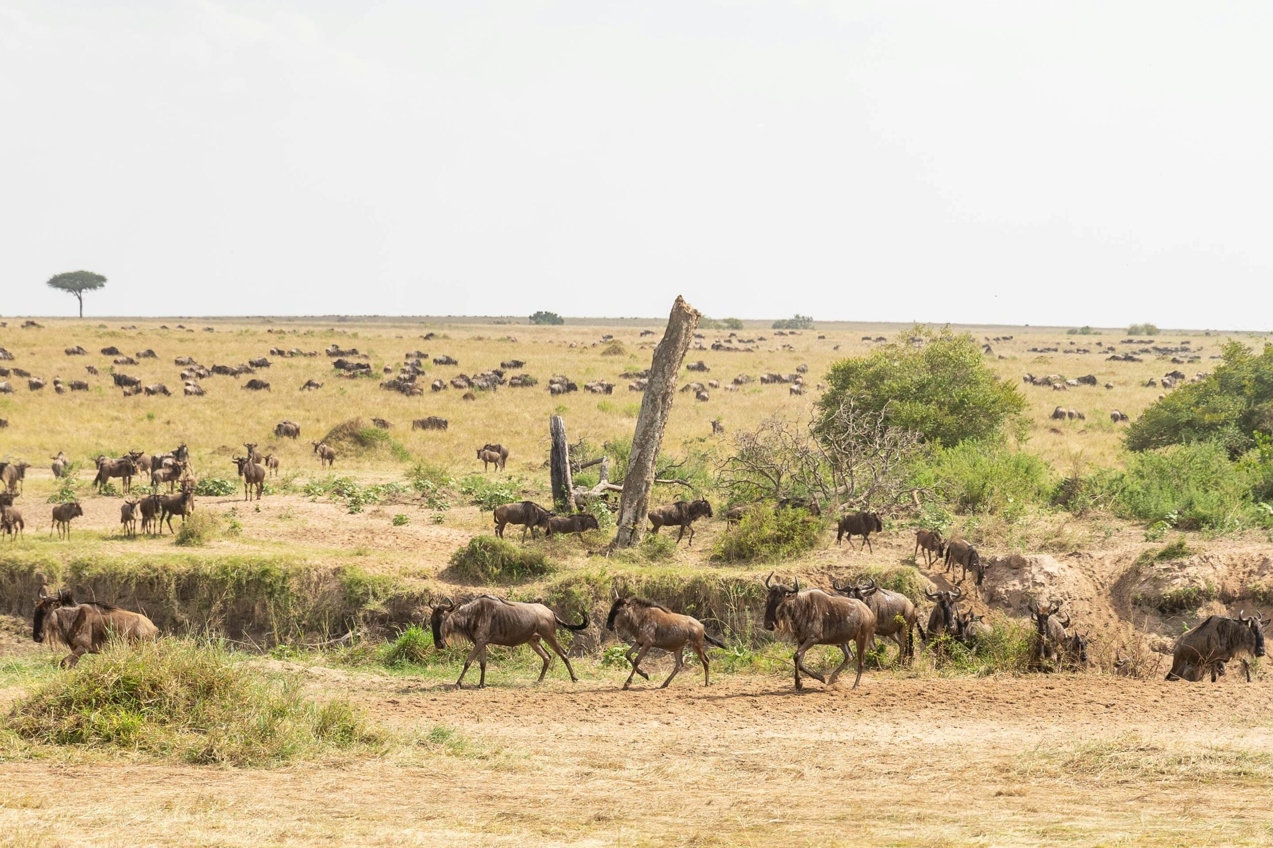 Serengeti tour packages