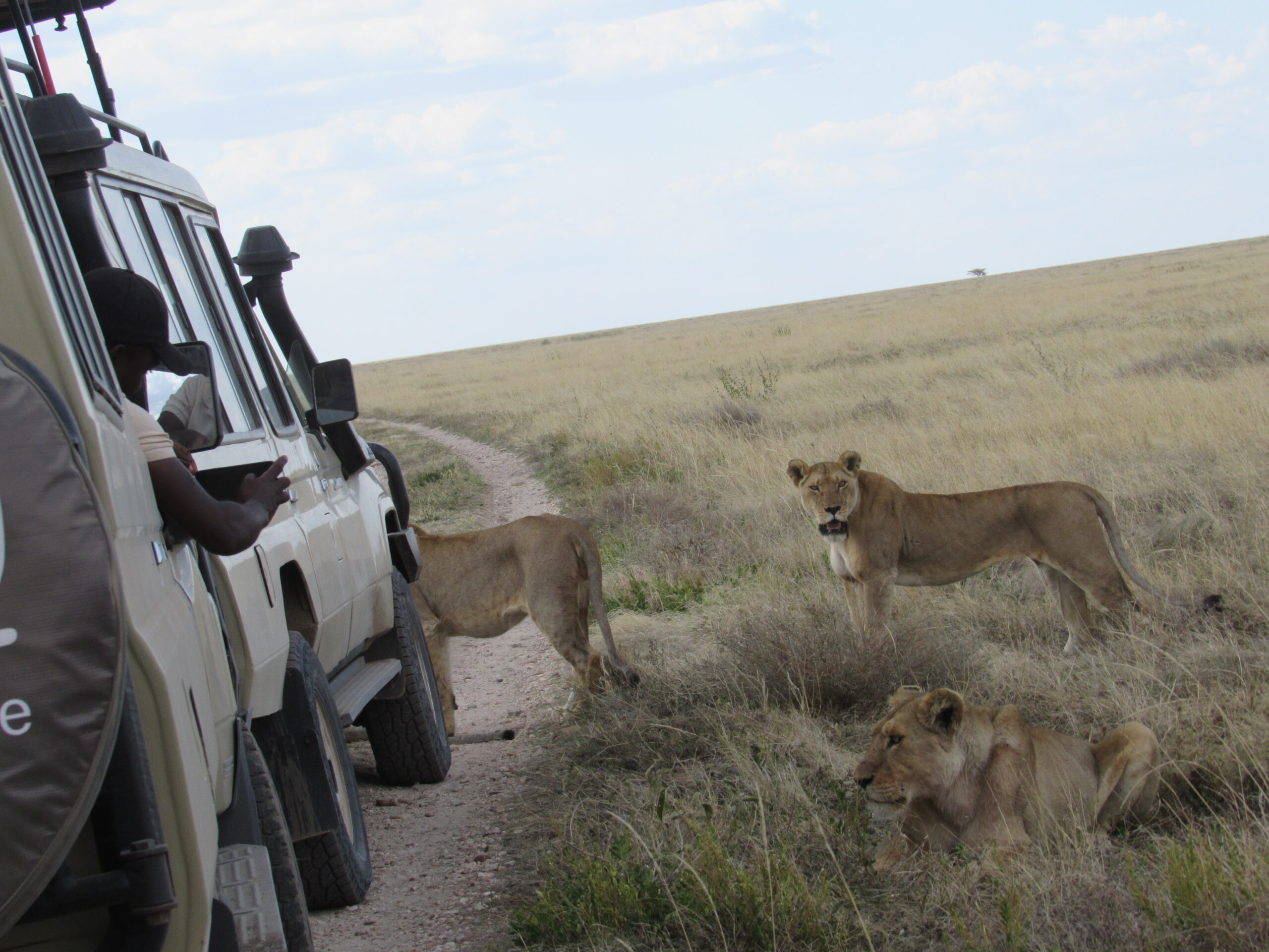 Safari tours