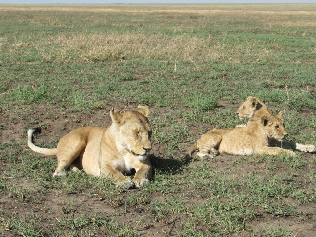 Budget safari in Tanzania