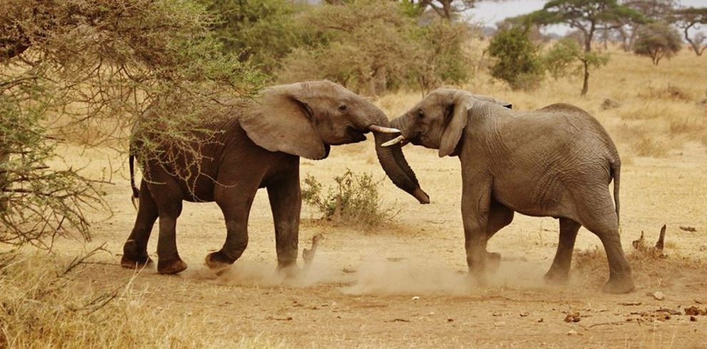 elephant babies, elephant family, serengeti national park, africa, tanzania, safari, serengeti, animals, mammal, nature serengeti, wildlife, nature, brown park