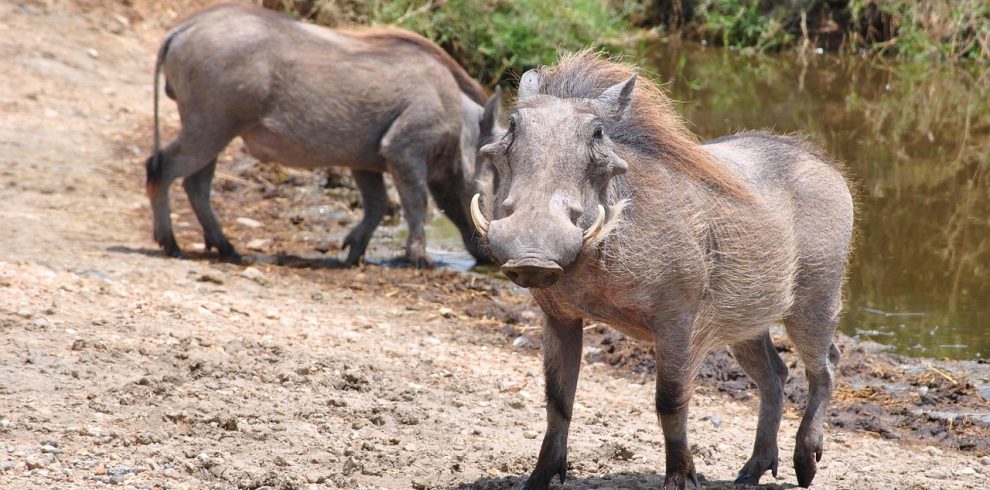 pumba, warthog, serengeti, tanzania, africa, national park, animal, nature, serengeti park, wilderness, wildlife