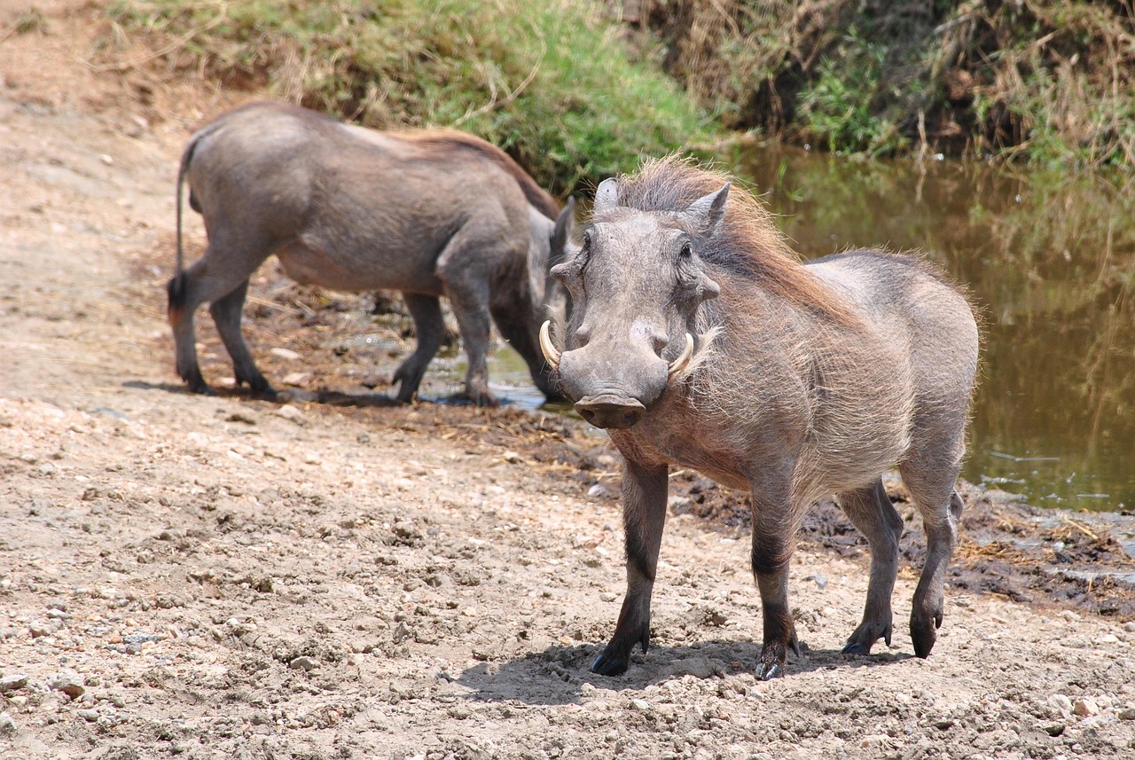 pumba, warthog, serengeti, tanzania, africa, national park, animal, nature, serengeti park, wilderness, wildlife