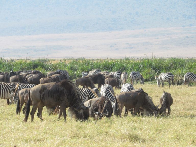 Best Time to See Serengeti Migration 2026 Month-by-Month Guide