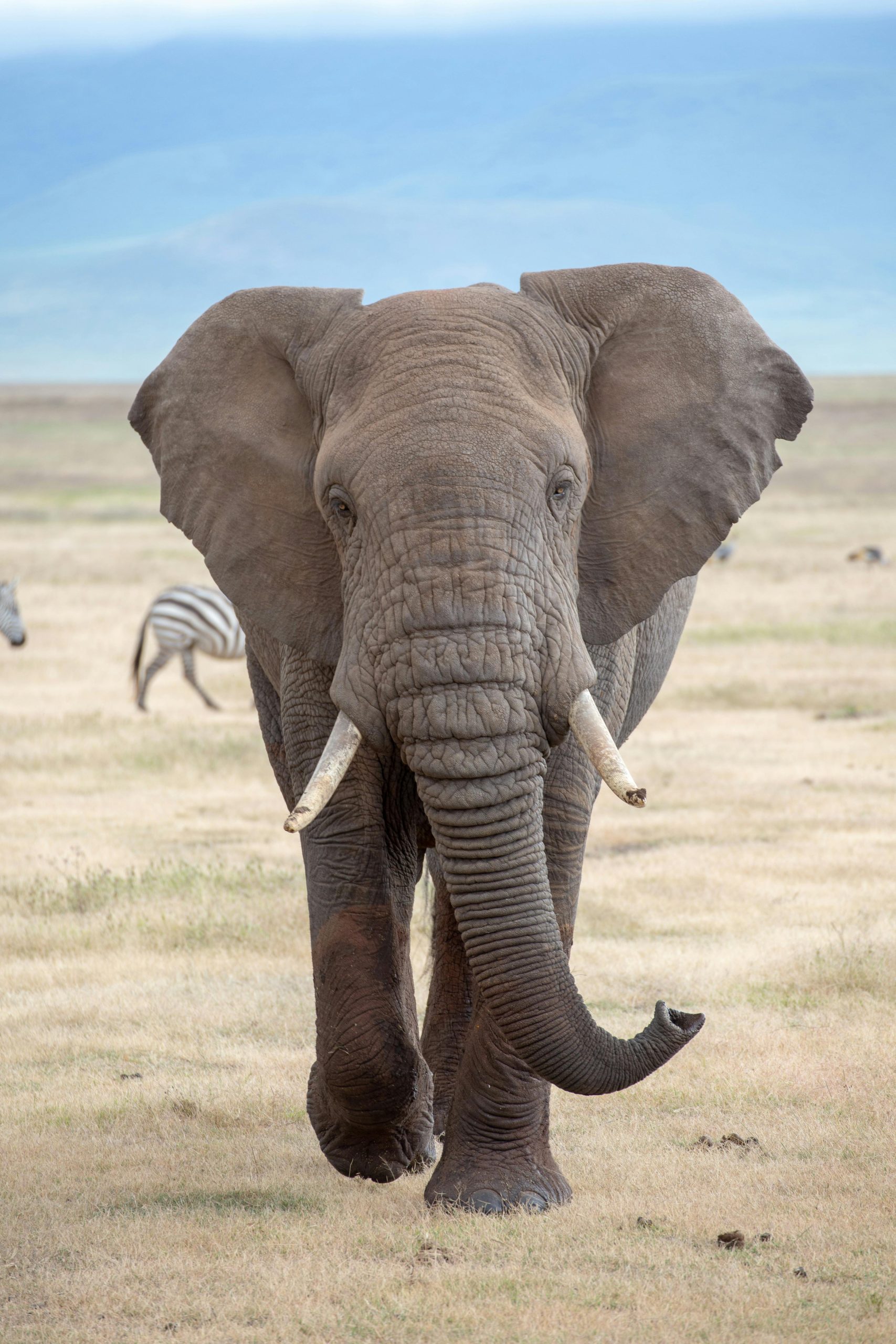 6-Day Tanzania Safari
