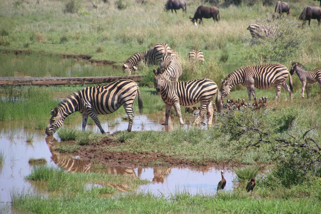 Herd of zebras and antelope drinking by a waterhole in the African savanna, Serengeti National Park.