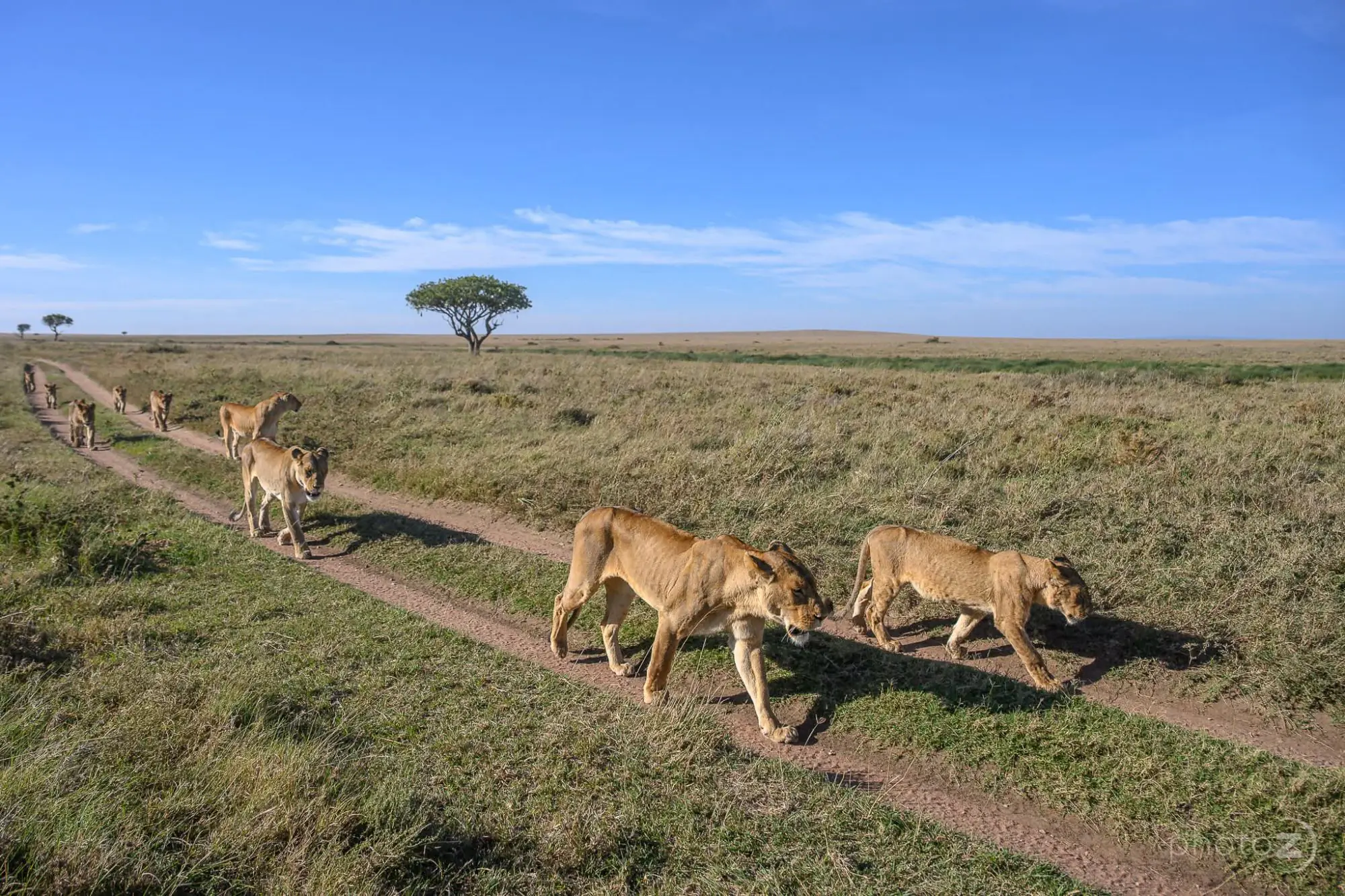 Best Time to Visit Tanzania: A Month-by-Month Guide
