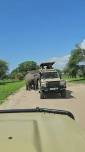 Tanzania safari with lets wander tanzania