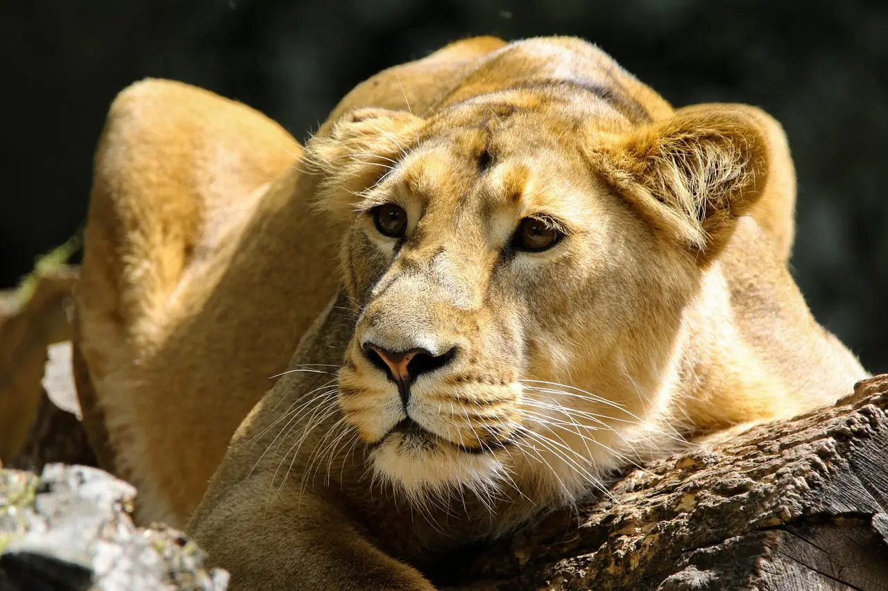 lion, animal, mammal, predator, wildlife, safari, zoo, wildlife photography, wilderness, close up, africa, nature, lion, lion, lion, lion, lion
