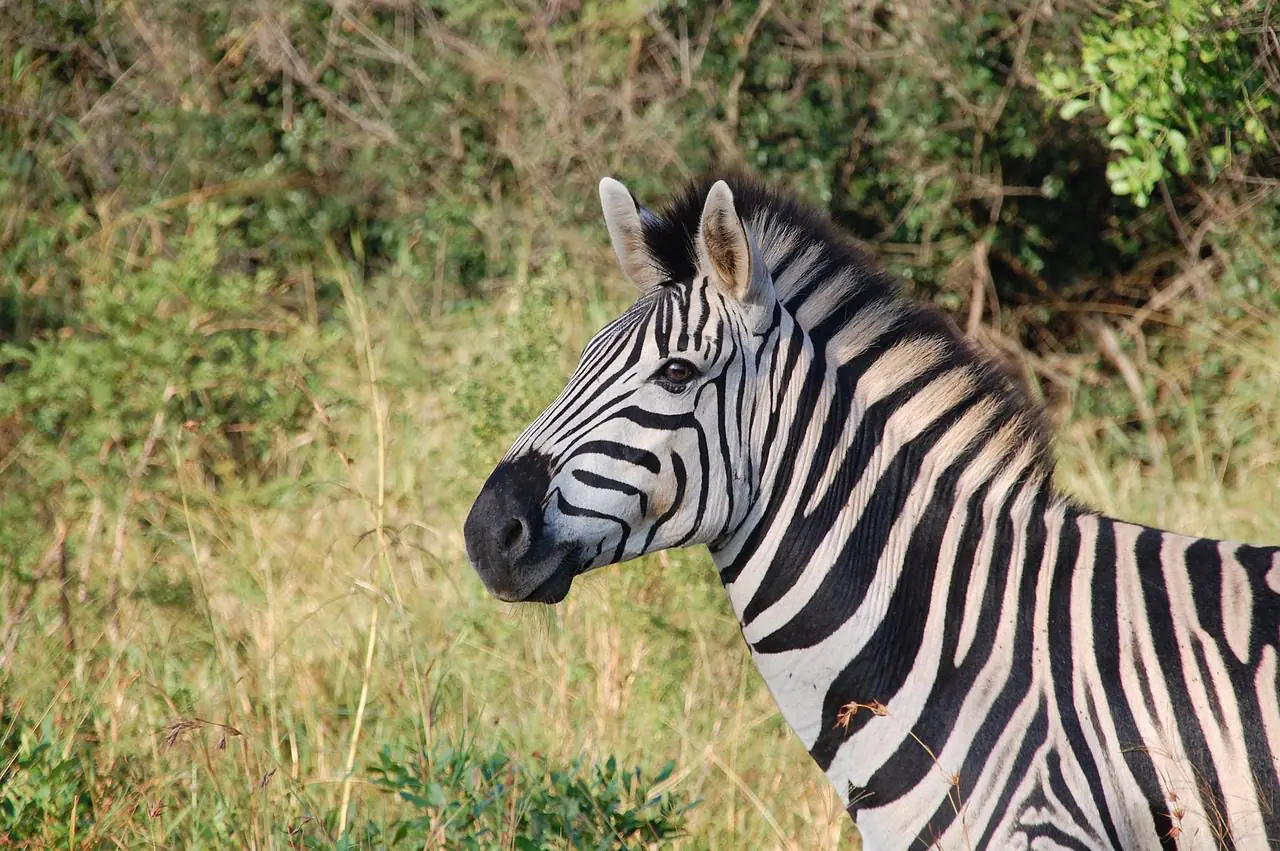 zebra, animal, safari, equine, mammal, wildlife, fauna, wilderness, nature, portrait, zebra, zebra, zebra, zebra, zebra