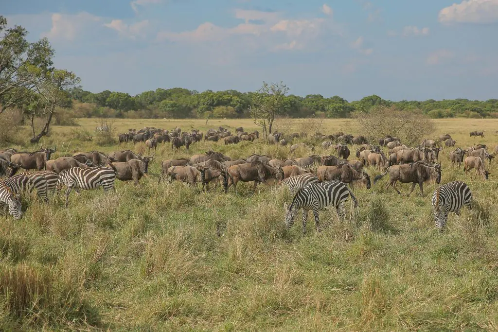 A scenic view capturing zebras and wildebeests grazing in the African savanna, showcasing wildlife diversity.