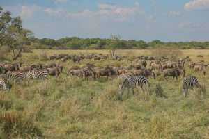 A scenic view capturing zebras and wildebeests grazing in the African savanna, showcasing wildlife diversity.