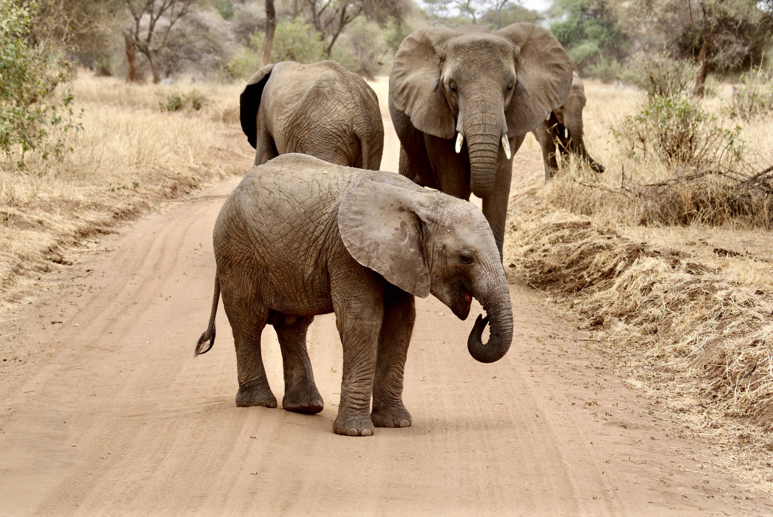 Tarangire National Park