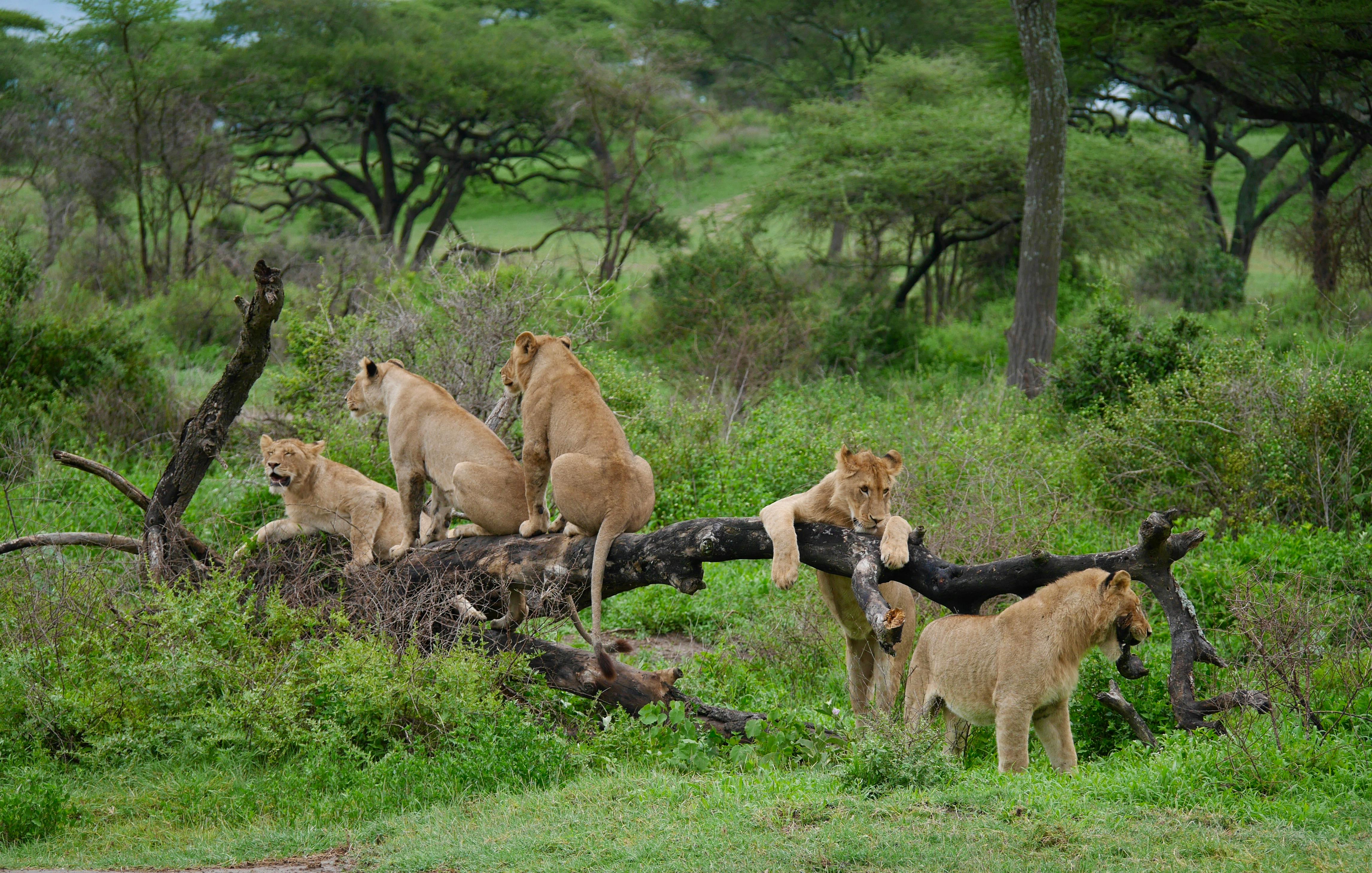 7-Day Tanzania Safari