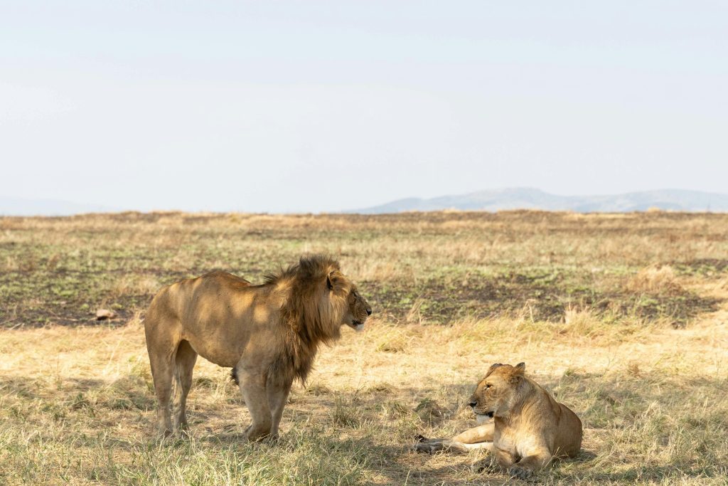 5-Day Tanzania Safari