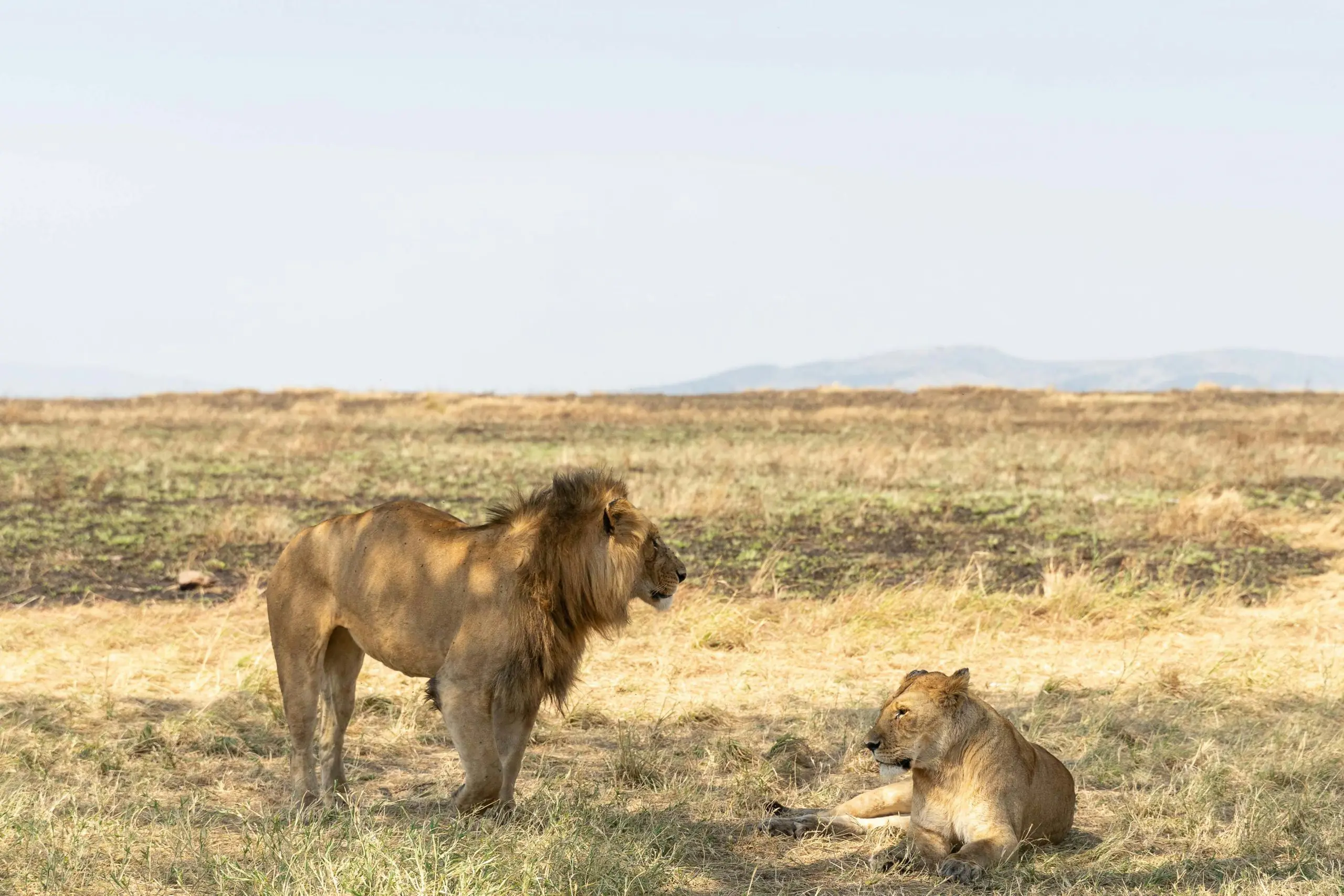 Two lions resting in the Serengeti's golden grasslands on a sunny day.
