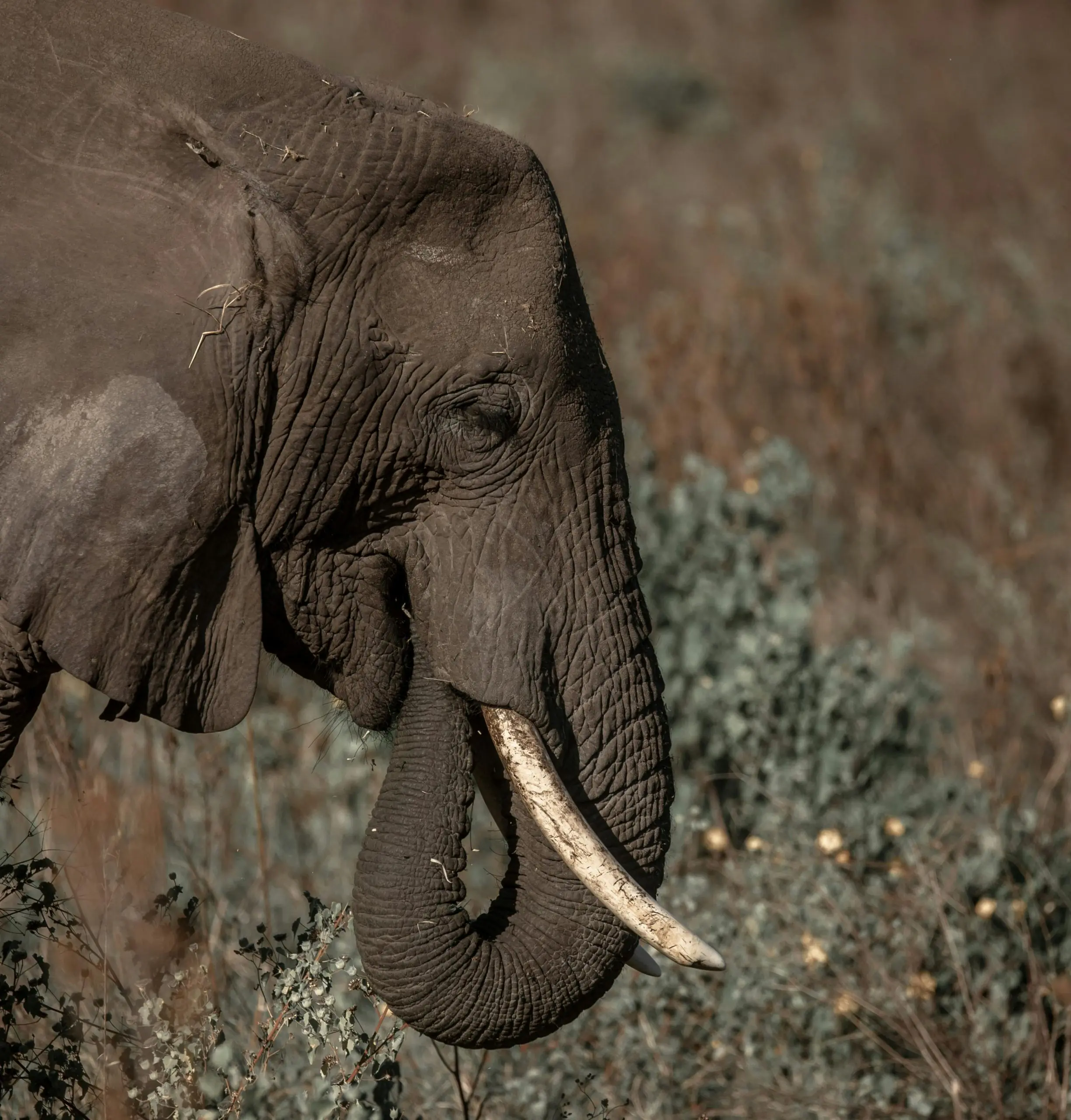 Close-up of an African elephant in its natural habitat, Arusha Region, Tanzania.