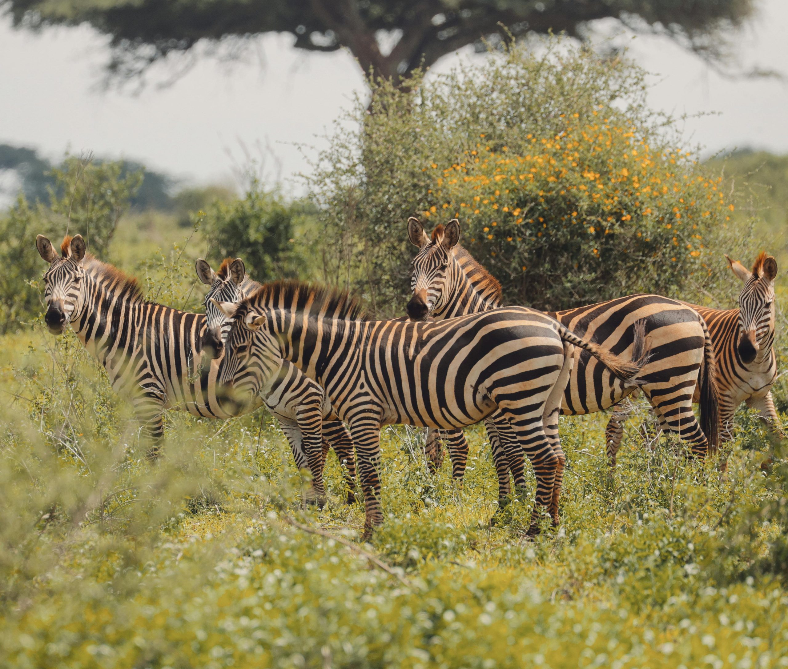 Tanzania Visa Guide: Everything You Need to Know Before You Travel