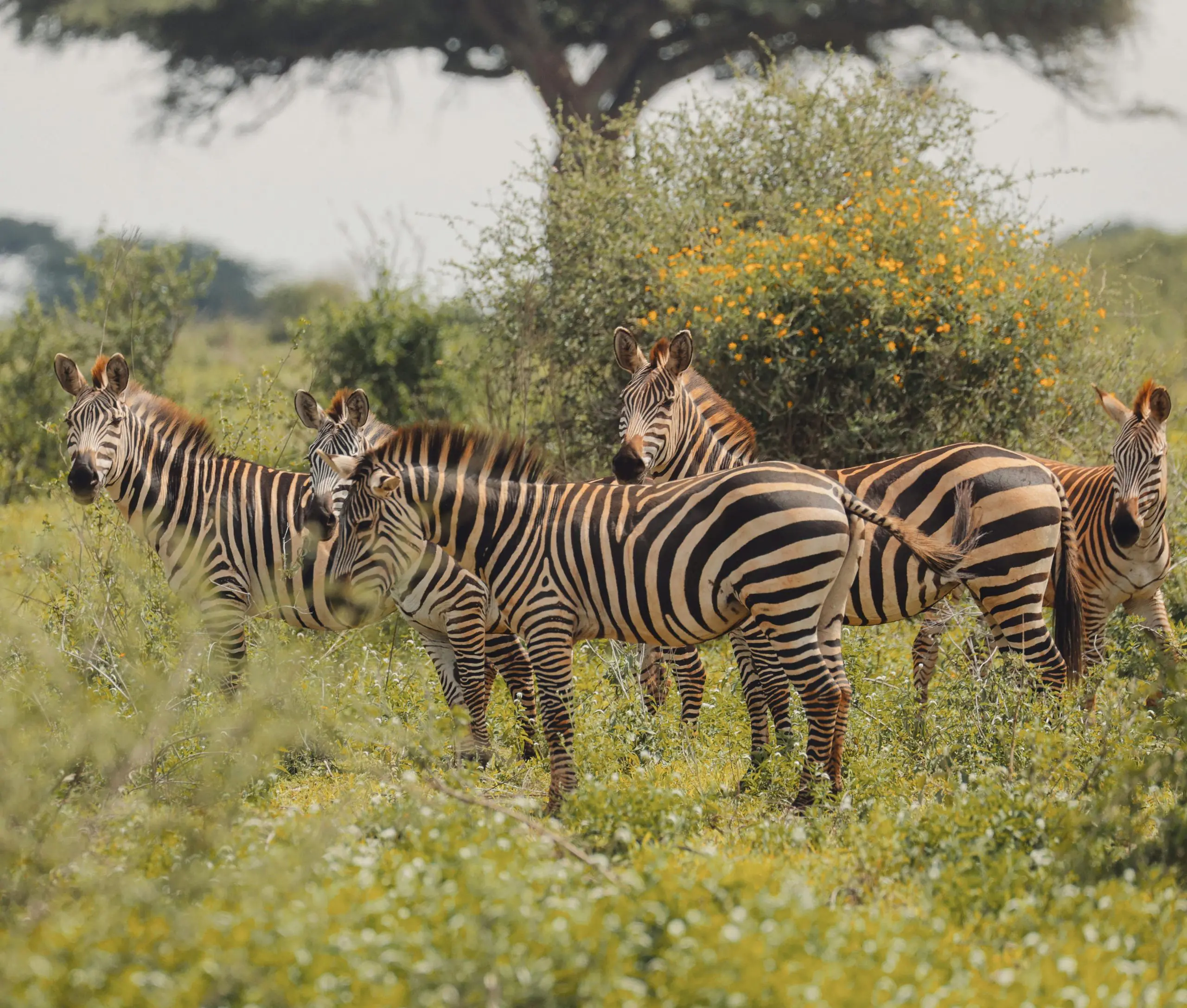 Tanzania Visa Guide: Everything You Need to Know Before You Travel