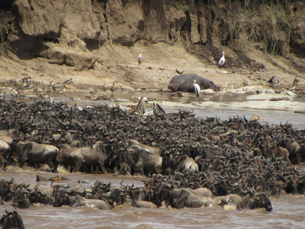 7 Days Great Migration Safari Kenya & Tanzania