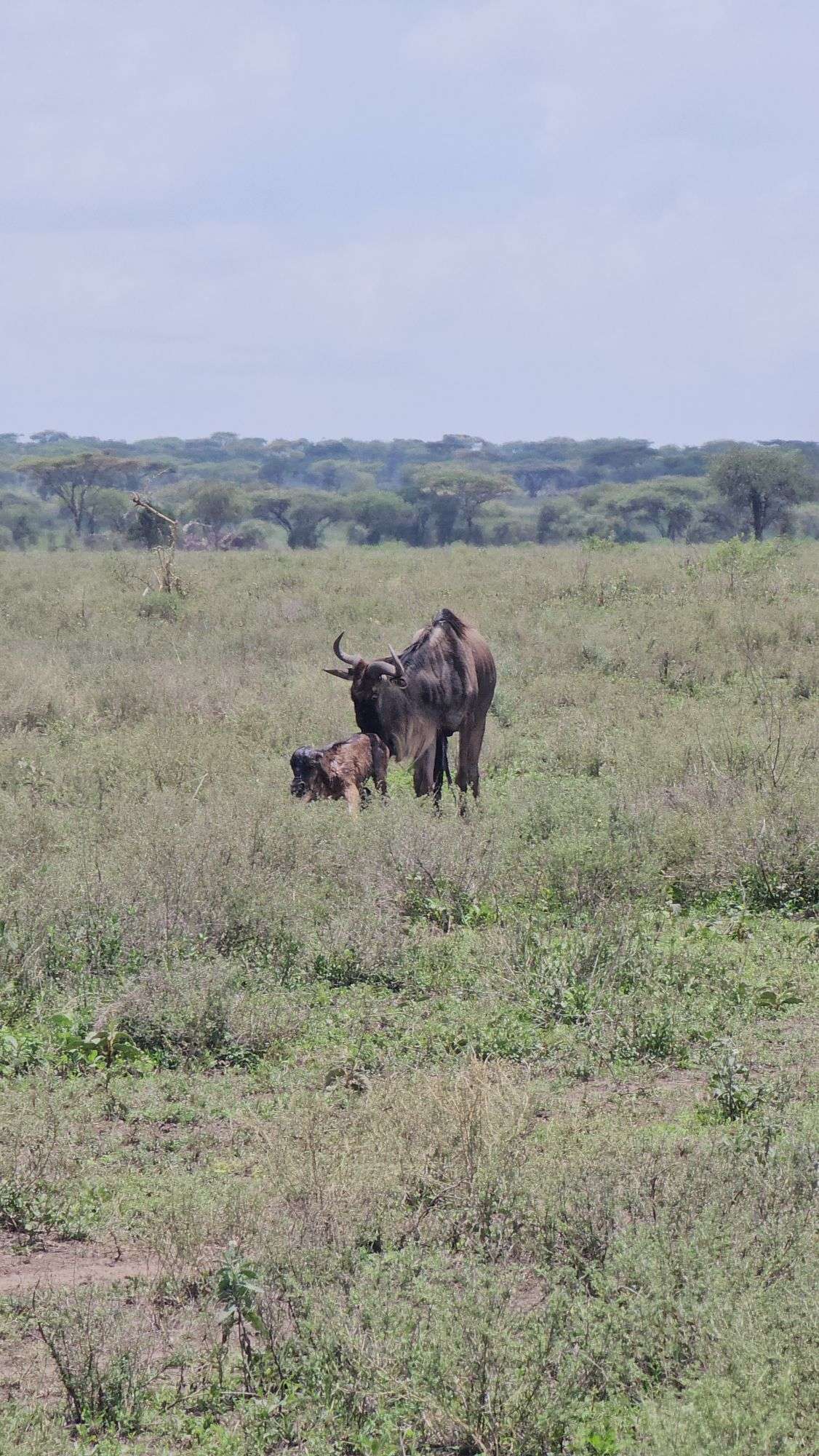 Ndutu Calving Season Safari | Let’s Wander Tanzania