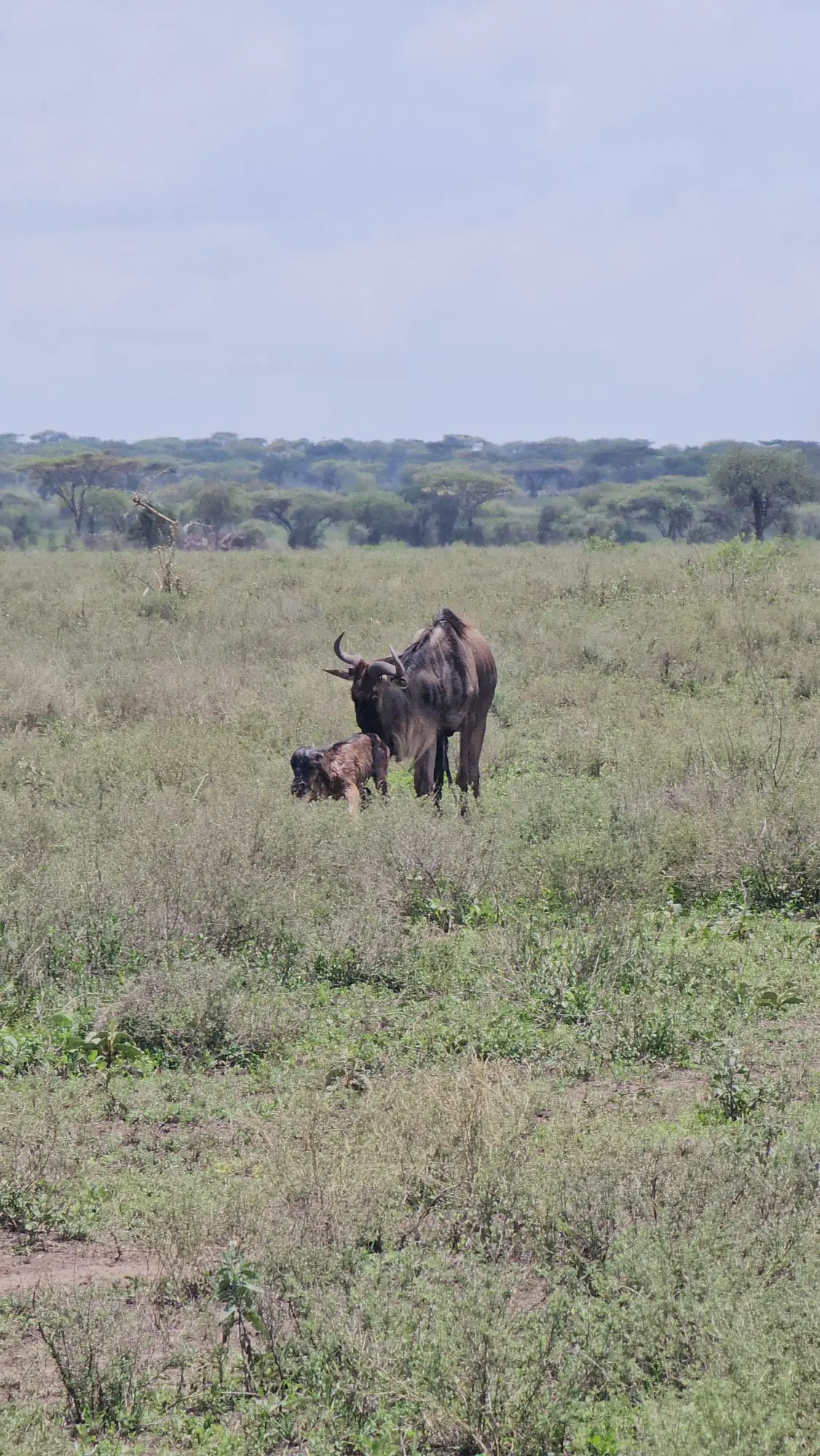 3-Day Ndutu & Ngorongoro Calving Season Safari from Zanzibar