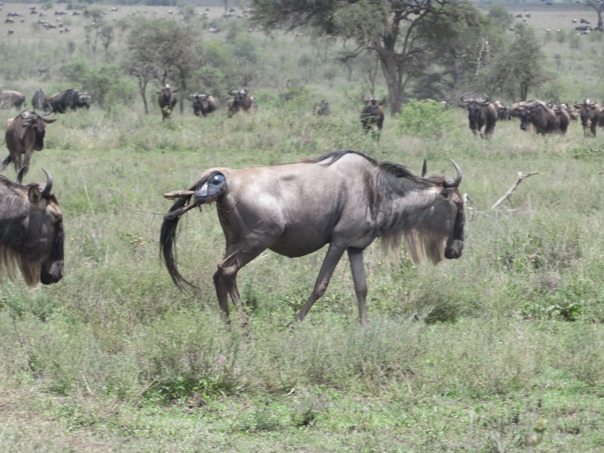 7 Days Great Migration Safari Kenya & Tanzania