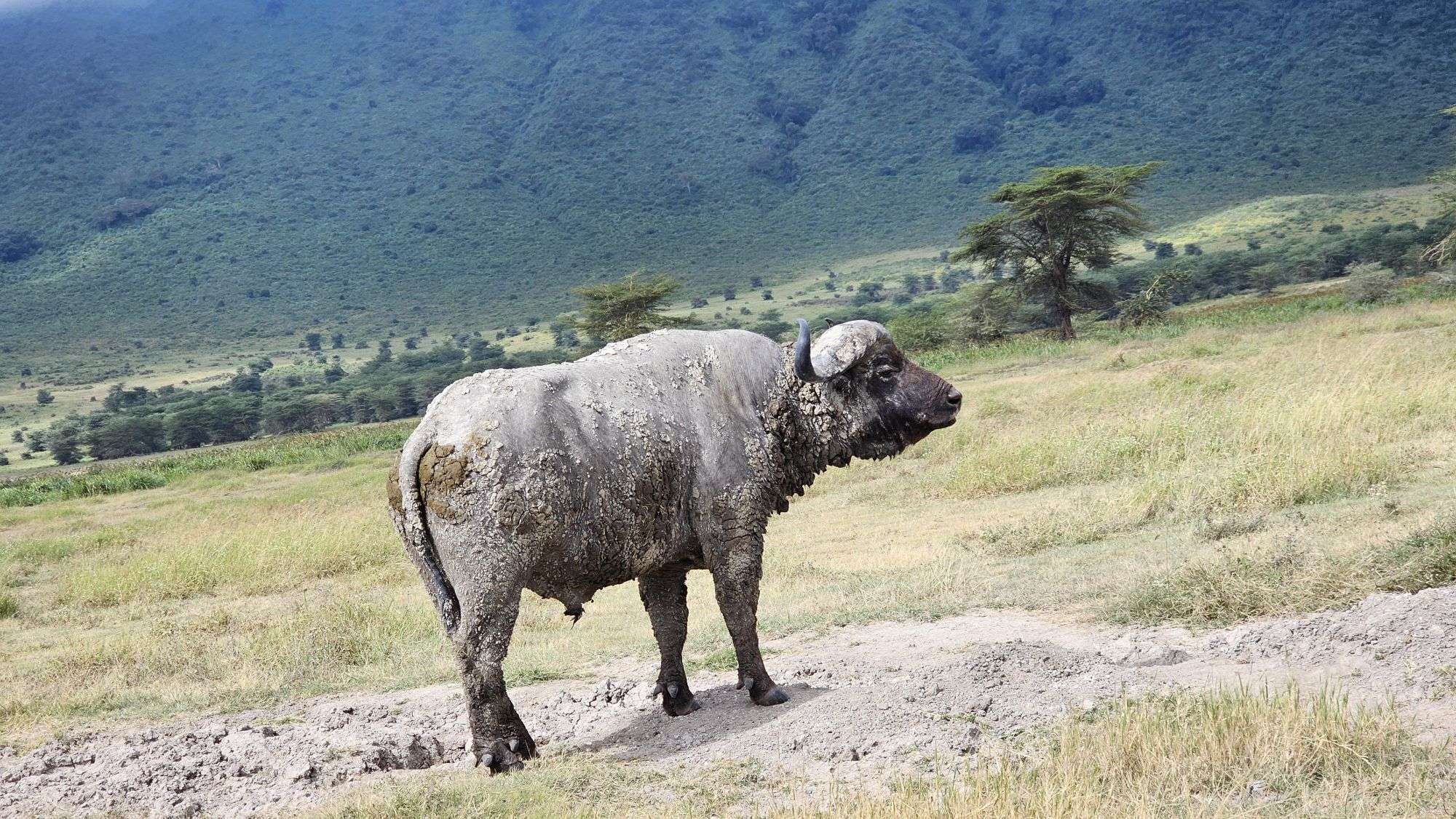 Ngorongoro Crater