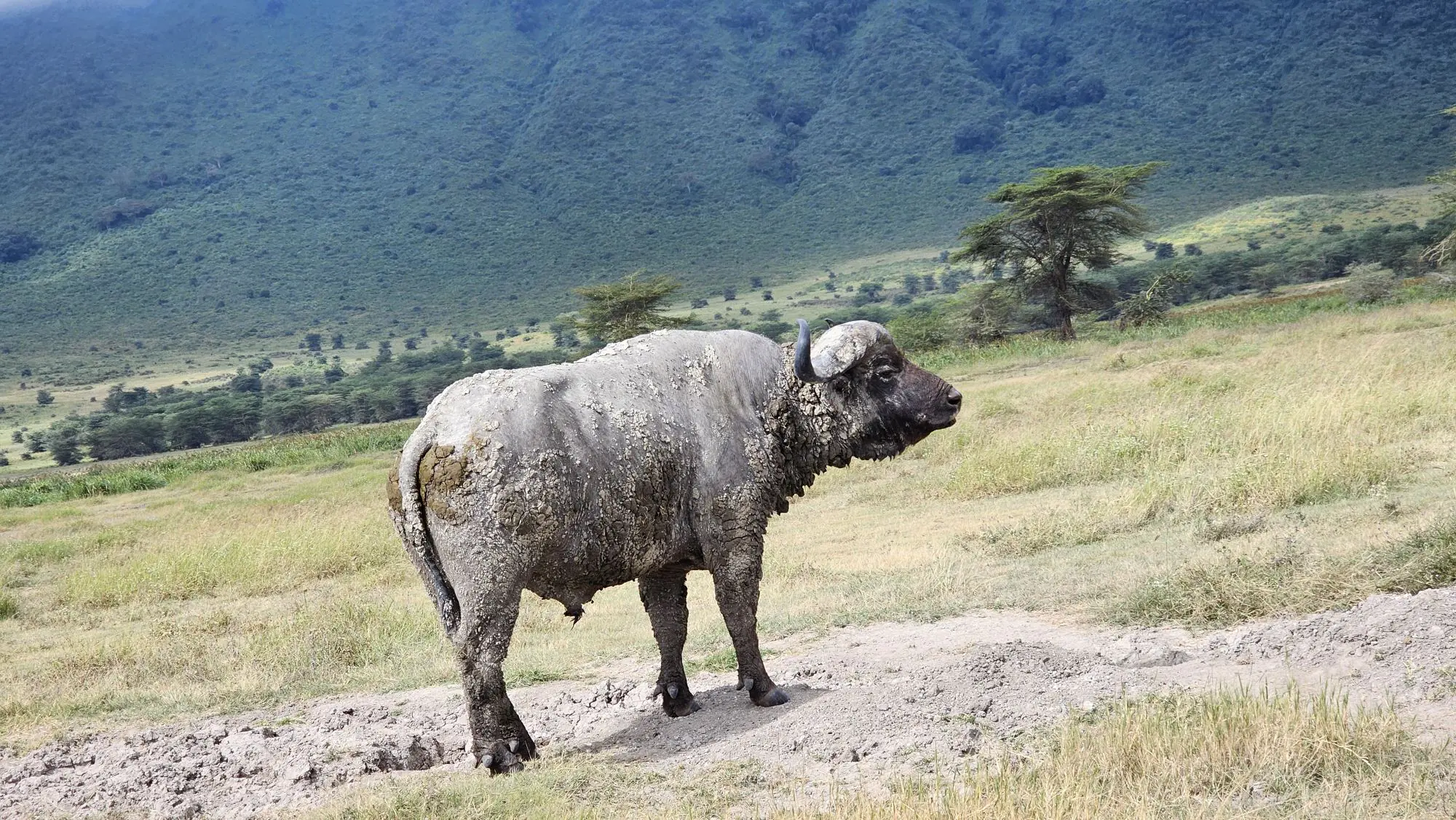 Ngorongoro Crater