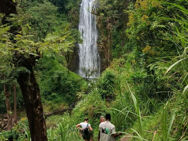 Materuni Waterfall & Coffee Tour