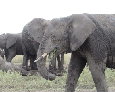 Mikumi national park