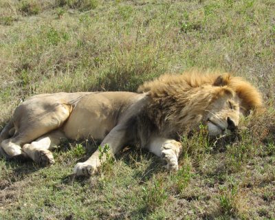 safaris in tanzania