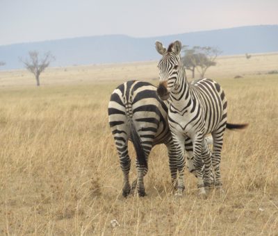 Serengeti calving season