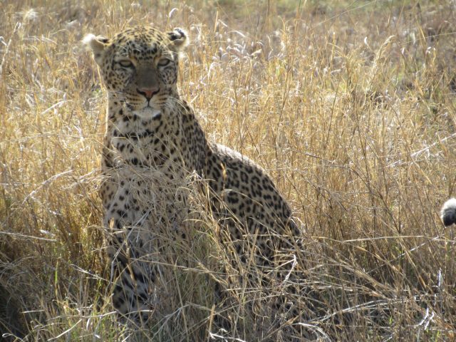 Leopard in serengeti