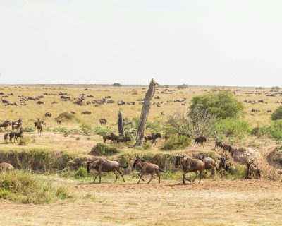 Serengeti tour packages